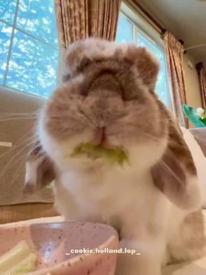 ASMR eating salad 🥗  #rabbitlife #bunnylife #bunny#bunnyrabbit  #rabbitsofinstagram #hollandflop #animalovers #hollandlopbunny #bunny #bunniesofinstagram #instabunny  #bunnylover #bunnylove