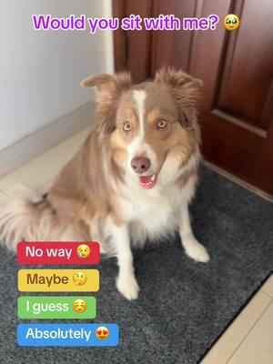 Would you? 🤗 . . . #sitwithme #wouldyou #noway #maybe #iguess #absolutely #bordercollie #bordercolliesoftiktok #dogtok #tiktokbordercollies  #dogsoftiktok #dogsoftiktokviral  #viraltiktok #fypシ゚viral #iloveyou #duncantheborder 