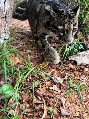 Sweet girls 🥰#CapCut #wildlife #xtremeexoticswildlifefoundation #zookeeperlife #cute #fyppppppppppppppppppppppp #zookeeperlife #ProtectWildlife #WildlifeEncounters #animalhumanbond #zookeeper #endangeredspecies #cloudedleopard #sweetpeaandsumi #sweetpeasumiandmaverick #skylerthecloudie #zoo #felidae #zootok 