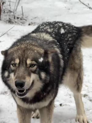 This mornings fresh snow. #wolfdog #wolfdogsoftiktok #lowcontentwolfdogs #wolfdogs 