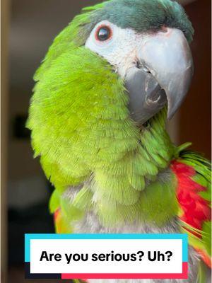 Are you serious? Are you serious? Are you serious? Uh? 🤣🤣🤣 #parrots #parrot #parrotlover #parrotlovers #bird #birds #birdlife #birdlovers  #lovethem #lovehim  #funnybirds #talkingbirds #adorable #hahnsmacaw #hahnsmacaws #birdsoftiktok #macaw #macawsoftiktok #hahns #macawsofinstagram 