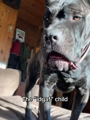 fuzzy #canecorso #italianmastiff #mastiff #salmoncreekcanecorso #dogs #corso #pnwdogs #bigdogs #dogsoftiktok #PetsOfTikTok #foryourpage #fyp #foryou #pnw #canecorsopuppy #puppy #puppies #puppytiktok #puppiesoftiktok 