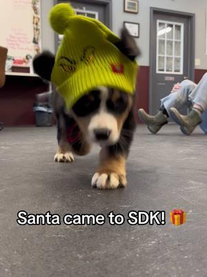 Santa brought us some Puppy Preschoolers for Christmas 🐶🎁 #doggydaycare #dogboarding #doglovers #smokendakotakennels #sdk #dogfacility #puppypreschool #puppies #dogdaycare #sdkwest #dogsoftiktok 