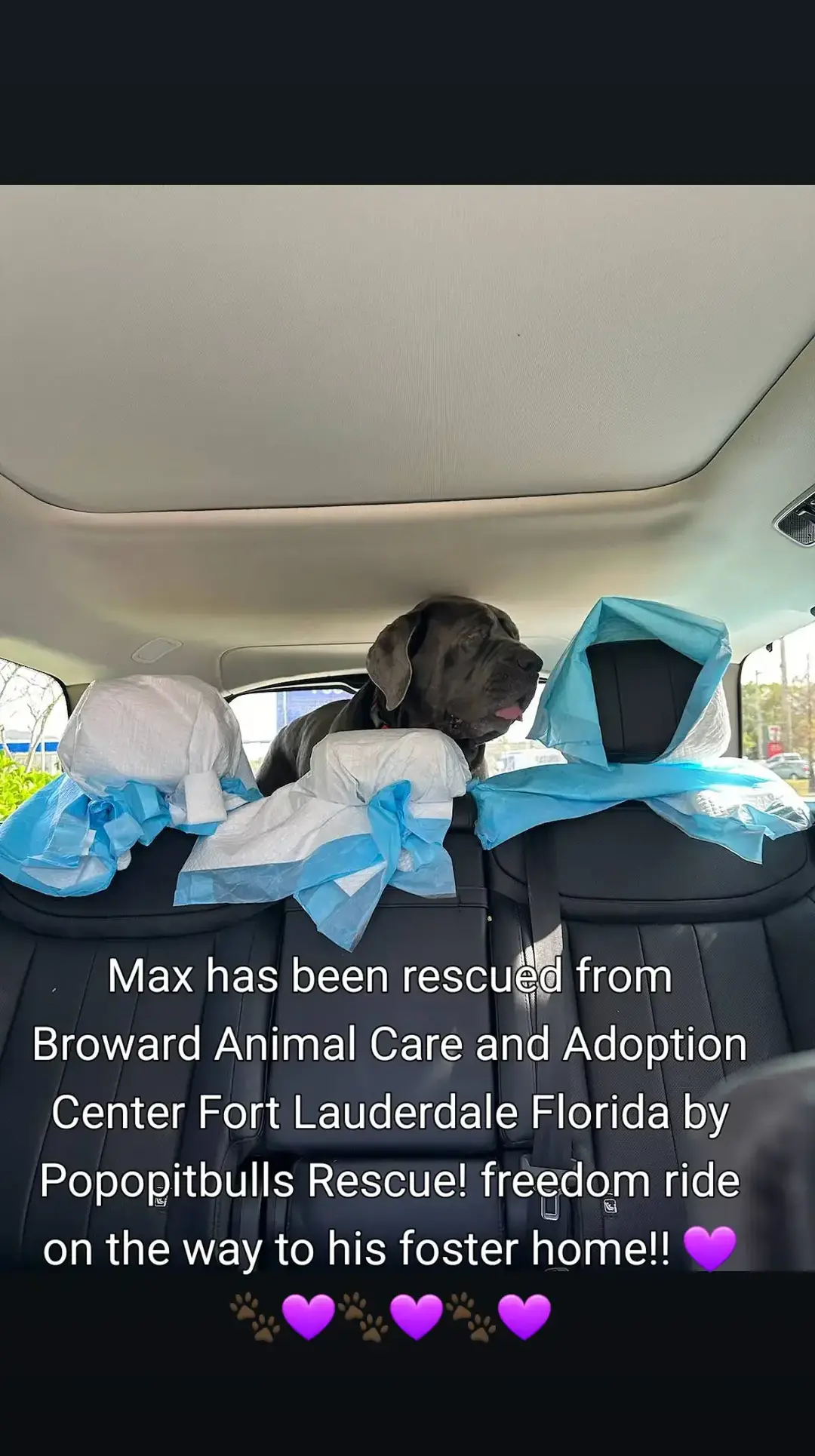 thank you to everyone who commented,liked and shared!! Max is out of the shelter on his way to his foster home!! if interested contact popopitbulls rescue on facebook💜🐾💜🐾#browardcounty #animalcrueltymuststop #shelterlife #adoptdontshop #shelterdog #bullybreedsoftiktok #fosteringsaveslives #shelterdogsoftiktok #rescueismyfavoritebreed #rescueme #Broward #mastiff 