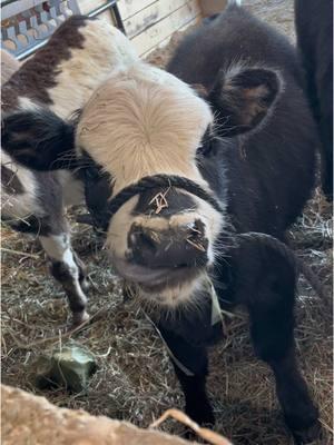 missing them already 😢 #country #farm #minicow #fluffycow #cutecow #countrymusic #farmlife #cuteanimals #pets #animallover #countrylittlechristmas 