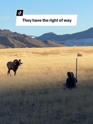 They come out of nowhere and they dont care if youre there #bighornsheep #rutseason #rams #watchyourback #tooclose