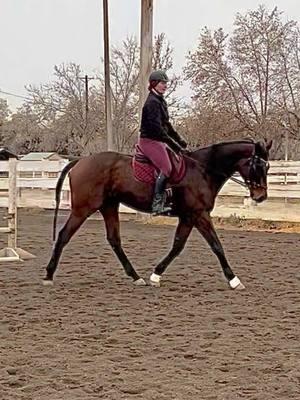 Not a bad ride for only being 3.🤎 #Tapper #TurfTapper #Tb #thoroughbred #thoroughbredsoftiktok #horsesoftiktok #horse #equine #equestrian #fyp #fypシ 