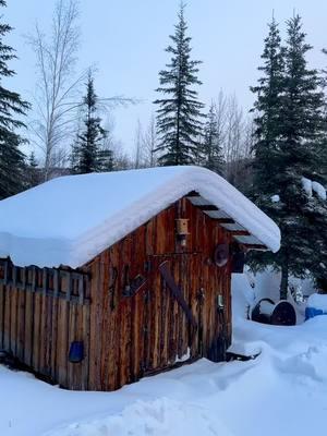 The sunis getting closer to making an appearance here and the wonderful oranges are back in the sky!! Perfect weather for the Reindeer to practice Flying!!! ❤️🎄❄️#chenacabin #alaska #lifebelowzero #sueaikens #kavikrivercamp #winter #happyholidays 