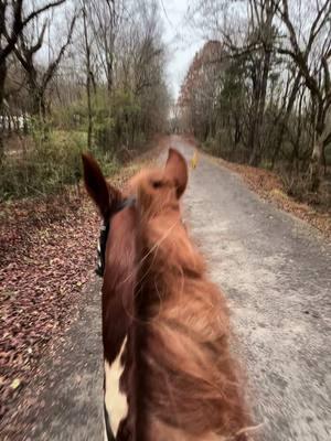 #stud #rackinghorse #singlefootinghorse #spottedhorse #fyp #tennessee #423 