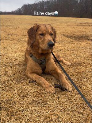 We always make it work☔️🌧️ #goldenretriever #rainydays #rainyactivities #dogmom #dogmomlife #dogmomsoftiktok #rainywalk #dogwalk #doghike #fyp 