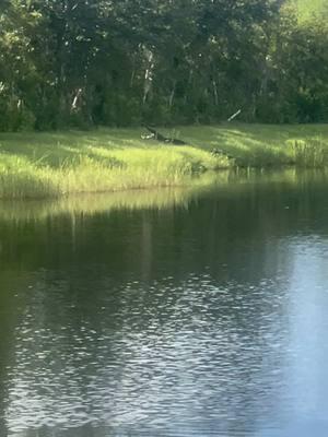 #venicefl #veniceflorida #floridacheck #floridalife #floridaliving #florida #floridavibes #wildlife #respectwildlife #wildlifelover #wildlifelovers #alligator #alligators #alligatorsoftiktok #gators #gators? #gatorsdaily #floridaalligator #neighborhood #myneighborhood #backyard #backyardvibes #backyards #mybackyard #dinosaur #dinosaurs #theywereherefirst #respectwildlite #majestic #nature #naturelover #floridaalligator #nature #naturevibes #natureathome #natureloversoftiktok 