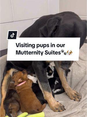 Consider fostering to open kennel space in our Mutternity Suites for more vulnerable furry families. 🧡  More info about these foster pups can be found on our foster page using link in bio.  #pregnantdog #rottweilersoftiktok #puppies #fosterpuppy #fosterdog #shelterdog #rescuedog #fosterpuppies #dayinthelife #animalshelter 