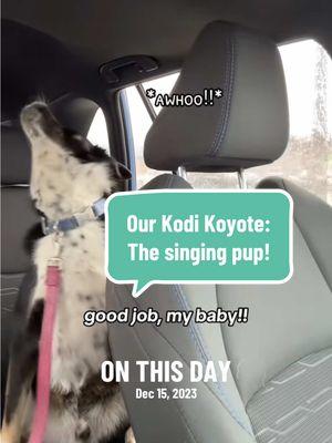 Kodi’s working late, cause he’s a ✨singer✨ 😂😂 #onthisday #singingdog #talkingdog #huskymix #howlingdog #meetmydog #myprideandjoy #prideandjoy #cutemoments #dogmomlife #dogmum #funnydogs #dogantics #warmingupyourvoice #vocalwarmup #singersoftiktok 