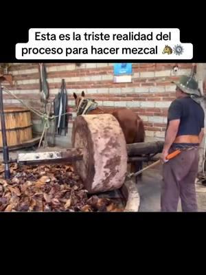 “El trabajo es duro”La elaboración del mezcal no solo es duro para las personas del rancho sino también para los animales 🐴fuente: un hombre de rancho 📸 y mas en el #rancho #mezcal #elaboracion #maguey #usa🇺🇸 #working #texas #fyp 