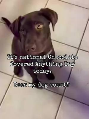 Apparently, its National Chocolate Covered Anything Day today 😄 #dogsofttiktok #lablife #labrador #chocolatelab #happydog #puppylove #cute 