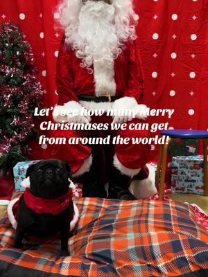 Merry christmas everyone!   #pug #pugsoftiktok #blackpug #pugslife #pugpuppy #pugtok #dogsofttiktok #ocpug #fyp #pugs #puglife #santapug #merrychristmas #petsmartsanta 