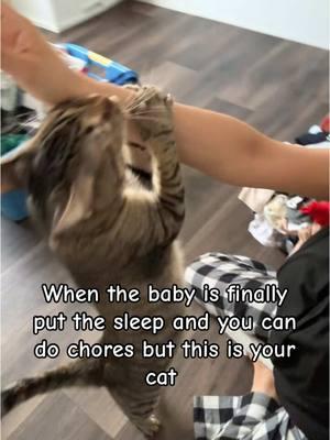 Chores will have to wait I guess #clingycats #catsoftiktok #getoffme 