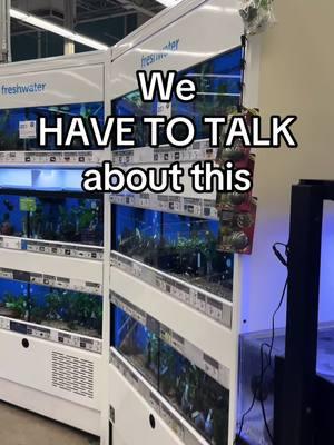 Retail stores will never be breeders but its great to see them try. We have pushed for better conditions for years and we are being heard. A big thank you to everyone! #fishtok #aquarium #petlover #petco #fishtank #aquascape #bettafish #goldfish 