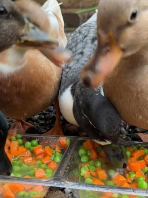 Everyone always thinks videos of them eating is sped up so here is what it actually looks like in double speed😂 #ducks #duck #callduck #ducksoftiktok🦆 #ducktok #petducks 