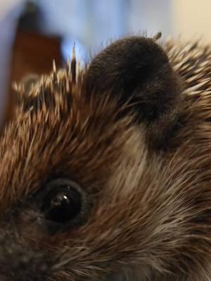 Camerahog... Cookie has his eye on you👁 🤭🫶🏻 #hedgehogs #hedgehogsoftiktok #hedgehoglife #animalsoftiktok #hedgie #hedgehog #watch 