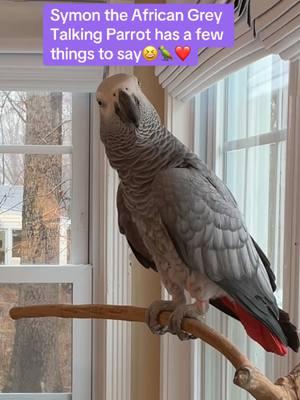 Symon the African Grey Talking Parrot has a few things to tell you🦜😆❤️ 🦜Symon is a 3 year old female Congo African Grey Parrot, hatched on June 15th 2021 who lives in a cozy country home with her parents, Chris and Sheila, and her two parrot siblings, Mickey and Sunny. Symon is an outgoing and talkative bird who loves to chat with anyone who will listen. Her favorite phrases are "Give me a kiss" and "I love you," which she repeats frequently throughout the day. Symon's family is not just limited to birds, however. They share their home with five rescued cats, including William, Meg, Harry, Gigi, and Garfield. Despite being different species, all of the animals get along famously, and they often play chase around the house. Symon enjoys chatting away to them, asking for kisses and declaring her love. Symon's love for talking is impressive, and she has a vast vocabulary that includes everyday sounds such as phones ringing and doorbells chiming. Her ability to mimic human speech is uncanny, and she often surprises her family with new phrases or sounds. Her favorite, however, remains "Give me a kiss" and "I love you," which she repeats whenever anyone approaches her cage. Symon's playful personality and impressive vocabulary bring joy and laughter to her family's daily routine. They often spend hours chatting with her, listening to her mimic their laughter or repeat phrases they have taught her. Her affectionate nature also endears her to her animal siblings, and they often cuddle up against her cage, enjoying the attention from their feathered friend. Despite her small size, Symon has a big presence in the household, and her family cherishes each and every moment spent with her. She is a beloved member of the family, and her favorite phrases "Give me a kiss" and "I love you" have become a cherished part of their daily routine. Symon's love for talking and her affectionate nature make her a unique and special member of the family, bringing laughter and joy to everyone around her. Funny African Grey Parrot video Types of African Grey Parrots Teaching a parrot to talk African grey bird Parrot Learning to talk Best African Grey Talking Parrot African Grey Parrot Sounds Funny Talking Birds African Grey Playing Alex the talking Parrot Irene Pepperberg Parrot Education African Parrot Videos African Grey Parrot sounds talking Birds having fun Birds of TikTok How do parrots talk Birds videos why do parrots dance #babyparrot #congoafricangrey #africangrey #africangreyparrot #parrot #parrotsoftiktok #africanparrot #africanparrots #parrotsoftiktok #greyparrots #africangreysoftiktok #symonpapps #congoafricangreysoftiktok #cag #talkingparrots #talkingparrot #parrotlovers #parrotlife #funnyparrot #talkingbird #africangreylover #bird #funnyparrot #crazyparrot #Africangreyparrotsoftiktok #girlpower #sillyparrot #babyparrot #talkingparrot #congoafricangrey #africangrey #africangreyparrot #parrot #parrotsofinstagram #africanparrot #africanparrots #parrotsofinstagram #greyparrots #africanparrotsofinstagram #symontheafricangreyparrot #Love#africangreyparrotsofinstagram #petsofinstagram #birds #cag #talkingbird #crazybird #playbird #crazybird #birdsofinstagram #sillybird #parrots #happybird #talkingparrot #cag #birdlover #crazy #parrot #africangreyparrot #babyparrot #bird #parrotlife #africangrey #crazyparrot #funnyparrot #parrot #birds #parrots #africangreyparrots #parrotsong #parrottalking #parrotlover #parrotvideo #parrotvideos #starwars #starwarstheme #letsgo #iloveyou #givemeakiss #Love #apples #grapes #kiss #bigkiss #backtowork #amazonparrot #yellownapedamazon #dirtybird #bananas #fyp