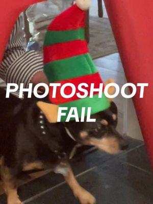 key word “attempt” #wrappingpaperdogtrend #wrappingpaper #christmas #christmasshoot #photoshoot #photoshootideas #fail #dogs #cutedogs  