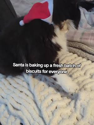 He's already made his list. He just needs to check it twice. #kittens #tuxedocat #catsmakingbiscuits #christmascat #catsinhats #cutecats 