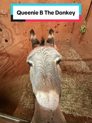 asmr with queenie b the donkey ✨ #donkey #donkeysoftiktok #donkeys #minidonkey #minidonkeysoftiktok #minidonkeys #asmr #asmrsounds #asmrtiktoks #asmrvideo #queen #queenie #treatyourself #treatyoself #farmlife #barnlife 