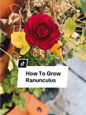 Growing your own flowers that actually last in a vase for a considerable amount of time isn’t always easy, but ranunculus fit the bill perfectly. They have some of the craziest looking seeds/roots (corms), but they are very easy to start, maintain and harvest at the end of the season.  Simply soak your corms (either from the store or from your previous collection) for anywhere from 3-12 hours and then plant them about an inch or two down, and space them about 4 inches apart. They don’t love incredibly wet soil, particularly early on in their journey, so just make sure you have some drainage, and you’ll be good to go. You can also start them in seedling trays, and transplant them once they germinate if you want to get ahead in a colder zone, which I did last year as I didn’t know where I wanted to plant the last few. #growflowers #flowergarden #gardeninspiration #gardeninspo #ranunculus #springflowers #growyourownflowers 