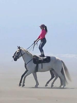 A little flash back to this summer roman riding a the beach with my two amazing horses ❤️. I really need to add a bit more of this into our training routine. It’s actually been hugely beneficial in helping Oitava develop slower, longer strides because she syncs herself up with Zamando #romanriding #lusitanohorse #horsetraining #horses 