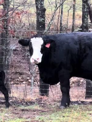 Heifer calf from miss Canada today 😏 #justranchin #highroad #simmental #southernmo #calvingseason #drover 