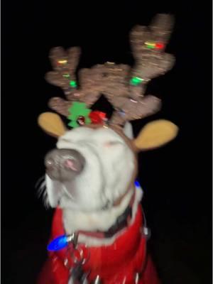 Biscuit (Karen Bark) is feeling jolly! #christmas #holiday #doggy #maine 