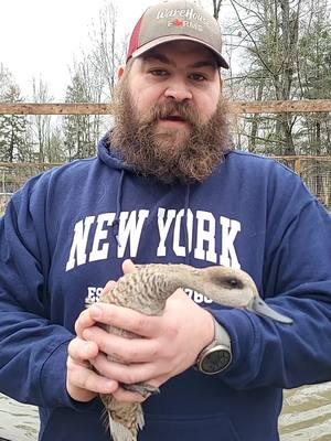 #warehousefarms #SmallBusiness #fyp #foryou #waterfowl #gamefowl #peafowl #farmlife #duck #aviary #ohio #doingwhatilove #marbleduck #marbleteal #teal #tealduck #farmtok 