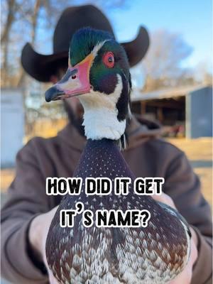 How did the wood duck get its name?🦆 And how much wood could a wood duck duck if a wood duck could duck wood? 🧐 Find the answer to both those questions in todays video 😋  *duckslaimer* this is not my wood duck 🥸  #woodduck #duck #ducks #animal #animals #wildlife #waterfowl #fowl #beautiful #nature #history #fact #facts #funfact #funfacts #didyouknow #bird #birds #prettybird #birdwatchers #birdwatching #hunting #ducksoftiktok #ducklife #shilohfarm 