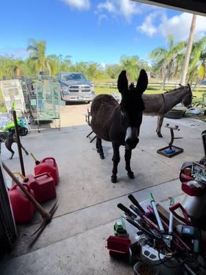 They love candy canes and i love the crunching sounds#tiktok #Love #musically #memes #follow #like #viral #trending #funny #music #video#Qcomedy #dance #cute #explorepage #wallacewahog #warthog #pets #animals #nature #Love #community #friends#rescueanimals#harmony#sanctuary#SafariLife#NatureVibes#WildlifePhotagraphy#AnimalKingdom#WildlifeWatch#SavannahSights#TikTokWildlife#AnimalRescue#rescueanimals#AnimalHeroes#SaveALife#AnimalWelfare#TikTokRescue#AnimalTherapy#TherapyAnimals#EmotionalSupportAnimal#PetTherapy#AnimalAssistedTherapy#TherapyPets#HealingWithAnimals#ComfortAnimals#AnimalLove#MentalHealthSupport#PetLove#Nonprofit#Charity#CommunityServive#SocialImpact#VolunteerWork#Humanitarian#Philanthropy #MakeADifference