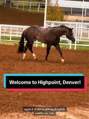 Welcome to @High Point Performance Horses, Denver!!!🐴 #firstthingzfirst #aqhastallion #stallionsoftiktok #stallion #babystallion #redroan 