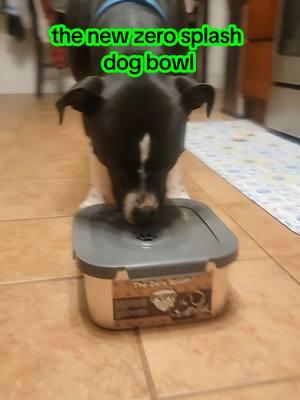 nice mess free water bowl #dogbowl #wet #waterbowl #perfect #fyp #TikTokShop @PuppHub 