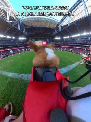 such a good boi 🥺 #azcardinals #nfl #corgi 