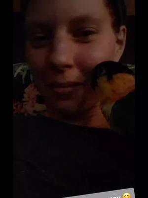 #caique #parrotsoftiktok #parrots #snuggle #parrot #sillybird 