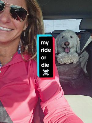 My Ride or Die. ☠️ 🐩 #dogismycopilot #finntheflyingdoodle #labradoodle #dogsoftiktok #doghumor #ruffrover #ruffinIT #doglife #dogsvideo #lexus #mauijim 