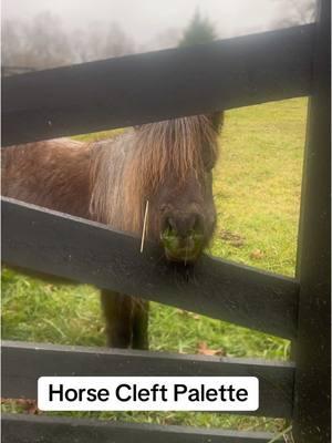 everything she eats comes out of her nose #cleftstrong #mini #roan #minature #farm #cuteanimals #deepdrawyaks #boop 