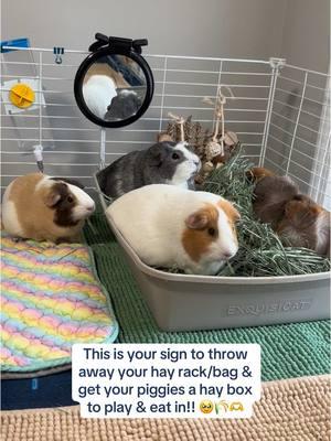 Hay boxes are superior because they double as a litter box, provide enrichment for your pigs, & help minimize the amount of hay tracked throughout the cage! ❤️  #guineapig #guineapigs #piggy #pig #guineapigsoftiktok #guineapigcare #hay #guineapigtiktok #pigtok 