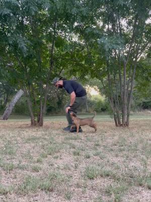 9 weeks to 7 months with my boy Santos ❤️   #bepatient #trusttheprocess #belgianmalinois #belgianpuppy #maligator #malinoispuppy #malinois #DogTraining #puppytraining #puppy #k9 #positivereinforcement #puppydevelopment #dog #doglover #texas #workingdog #malinoisoftiktok #malinoislovers #malinoistraining #malinoislife #belgianmalinoisoftiktok #dogheeling #maligatorsofinstagram #texank9 #fyp #timelapse #theygrowupsofast  #fypシ #fypシ゚viral #lifemovesprettyfast 