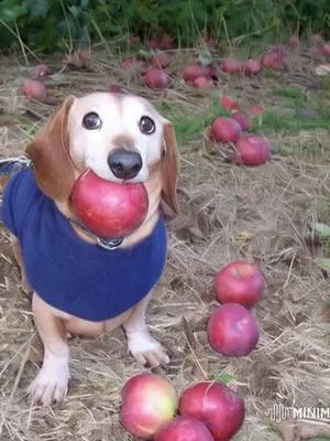 #dogwithapple #dogapple #dog #apple #appledogoriginal #dogwithappleinmouthtrend #fypシ 