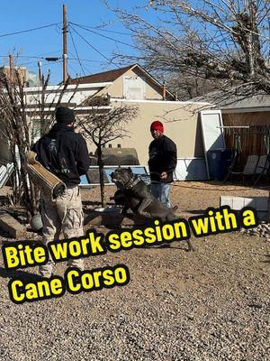 Sangre enjoys biting the sleeve he smelled his trainer an hour before he got there huge shout out to our trainer @Mr. Grinch from Meanone K9 #canecorso #canecorsoforlife #fyp #doglover #PetsOfTikTok #canecorsooftiktok #cane #canecorsoitaliano #dogsoftiktok #workingdog #biteworktraining #bitework #bigdog #DogTraining #workingcanecorso #stud #canecorsomastiff #canecorsolove #bigdogsoftiktok 