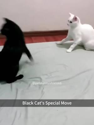 Funny cats videos😹🤣#fyp #fypツ #foryou #pet #pets #cat #cats #catsoftiktok #PetsOfTikTok #funnypets #funnypetsoftiktok #funnypetvideos 