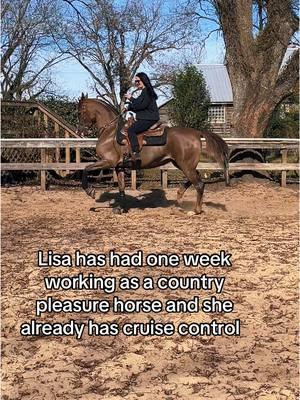 Who else cant wait to see this one finished? #kalisamarie #countryenglishpleasure #saddleseat #halfarabian #halfarabianhorse #halfarab #horsetrainer #horsetrainerlife #showhorse #legendarabians #halfarabianhorsesoftiktok #horsetrainersoftiktok #horsegirls #equestrian #equestriansoftiktok #horsetraining #nationalshowhorse 