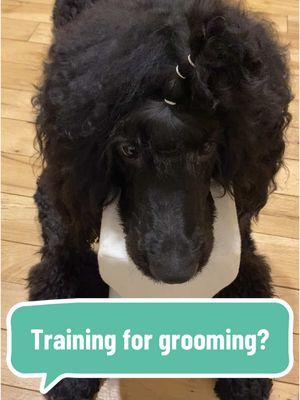 Shocker I know, but you can maintain and train your doodle well if you put it in the time!  #doodle #doodlesoftiktok #antidoodle #doodles #poodlemix #dogtok #dogtoker #dogowner #dogowners #dogownerproblems #doggrooming #doggroomer #doggroomerlife #brushyourdog #fy 