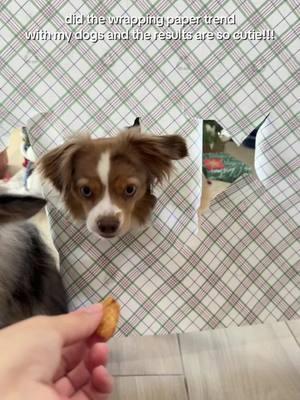 my dogs are so cute 🥹🥹🥹  #toyaussie #aussiesoftiktok #dogsogtiktok #puppytok #dogtok #dogmomlife #christmas #photoideas 