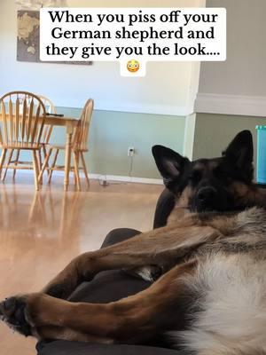 He looks ANGRY #germanshepherd #germanshepherdsoftiktok #germanshepherdpuppy 